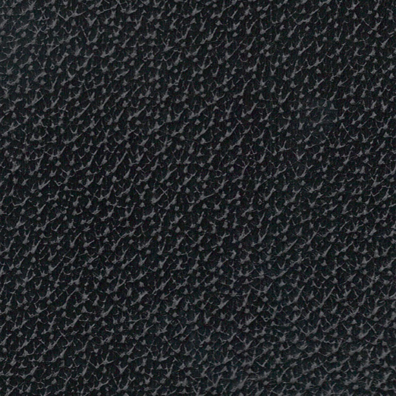 Pécari noir – Image 2