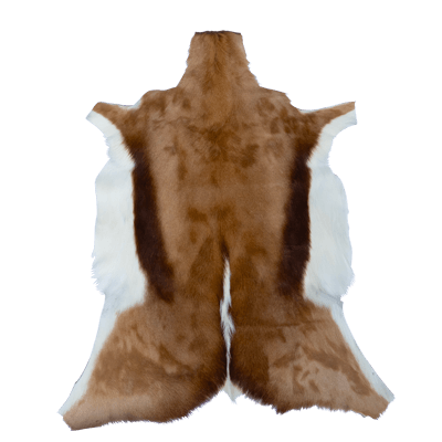 Springbok – Image 2