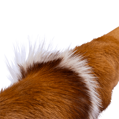 Springbok – Image 4