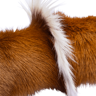 Springbok