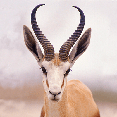 Springbok – Image 5