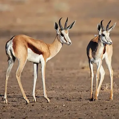 Springbok – Image 6