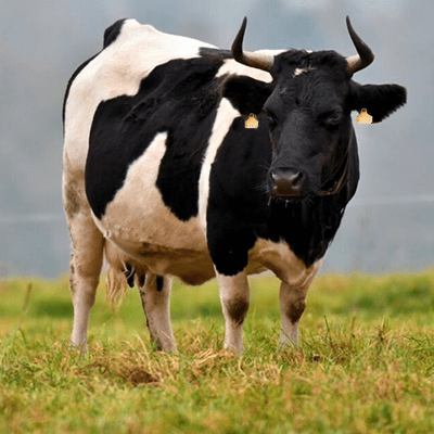 Noir et blanc type breton pie noire – Image 3