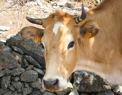 Type Corse tigré – Image 8