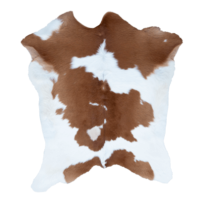 Petit veau – Image 6